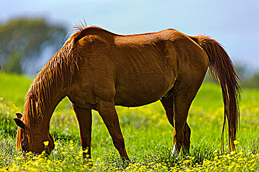 atrungroi com