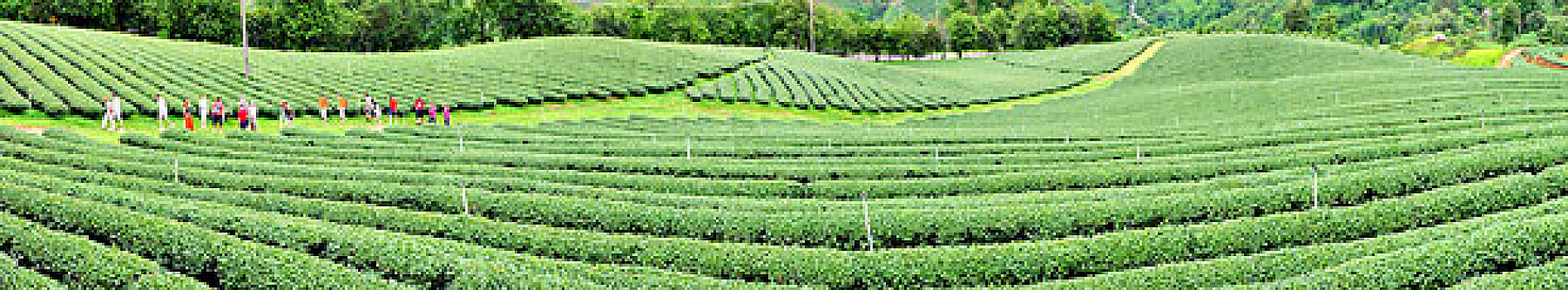 bạch thủ lô miễn phí hôm nay