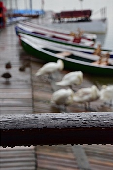 cau lo ve ca cap