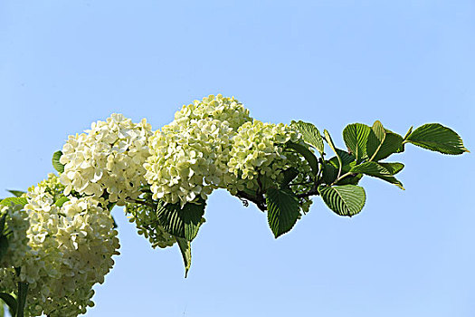 xsdientoan