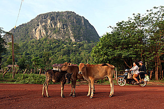soi cau bach thu888