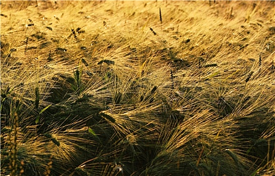 xổ số an giang 30 ngày