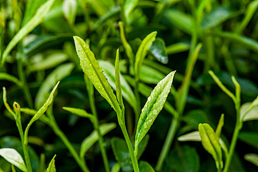 xổ số kiến thiết quảng ngãi