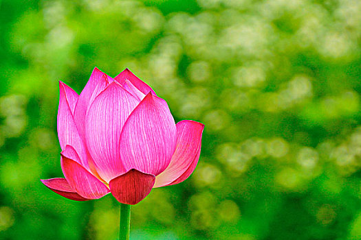 xổ số hôm