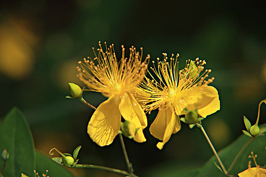 xô sô miên nam