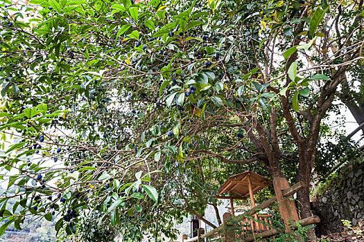 xổ số vũng