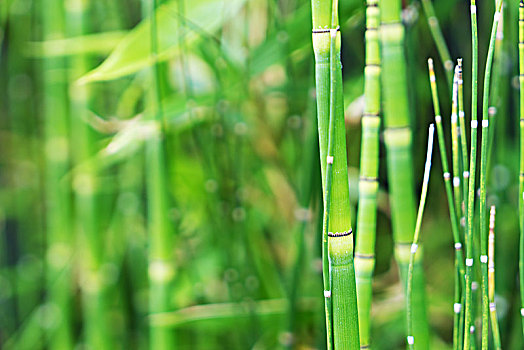soi cầu xổ số thừa thiên huế