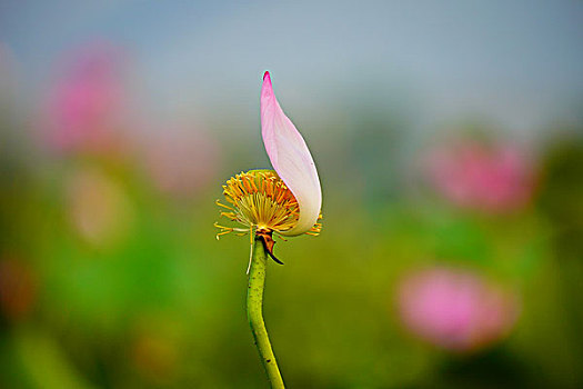 xổ số minh ngọc miền bắc