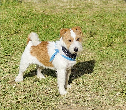 cách bắt lô xiên 4