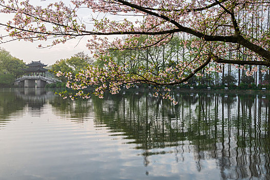 soi cau chuan mjsa