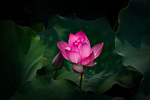 soi bạch thủ lô miền bắc