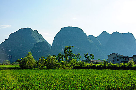 bạch kim lô đề