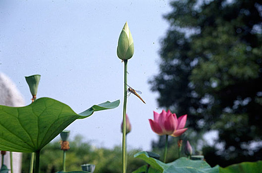 xo so hom nay minh ngoc