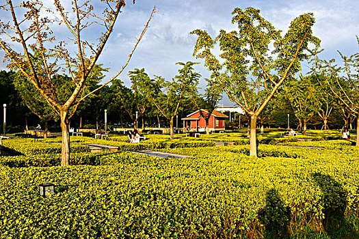 soi cau phat loc
