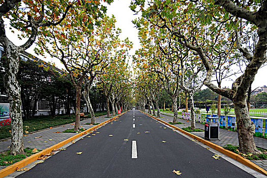 soi cau 555