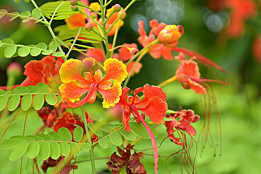 soi cau rong