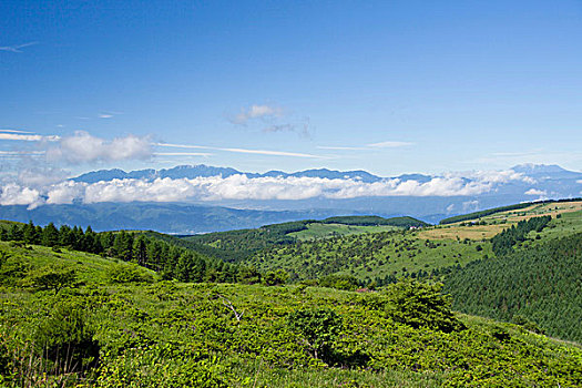 lô gan miền nam