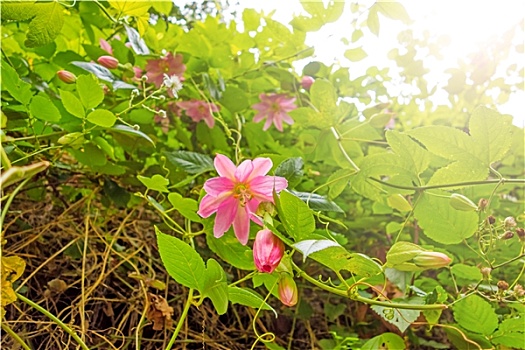 soi cầu lô cặp khung 3 ngày miễn phí