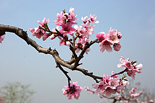 soi cầu đại lộc