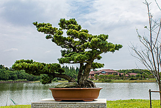 soi cầu bach thủ